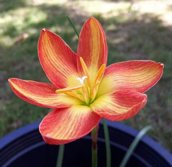 Lily Amazon.com : Garden State Bulb Multi-Color Twinkle Tiger