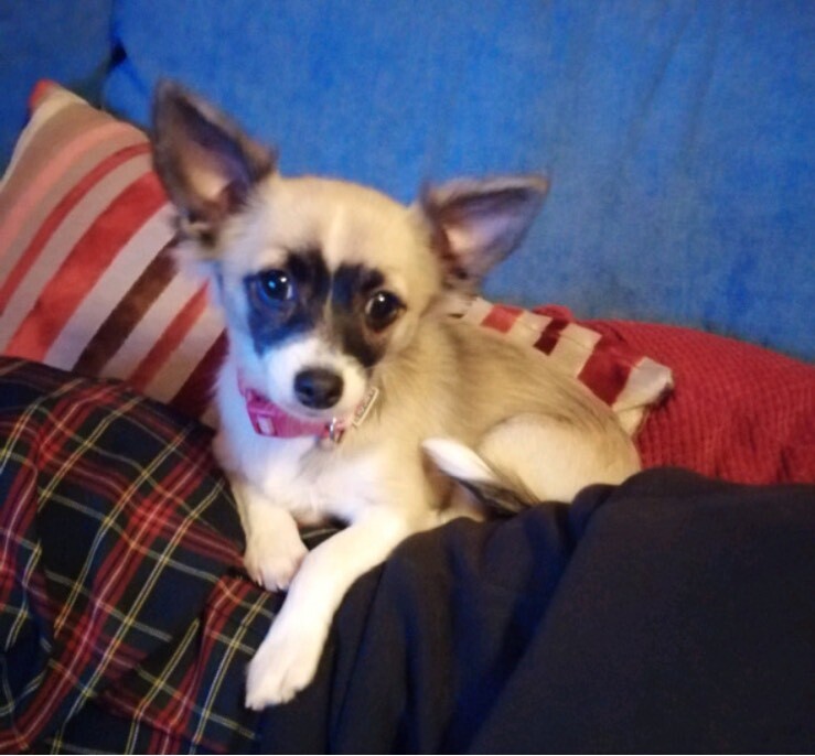 Chihuahua tri colour Female in Lyme Regis, Dorset Gumtree