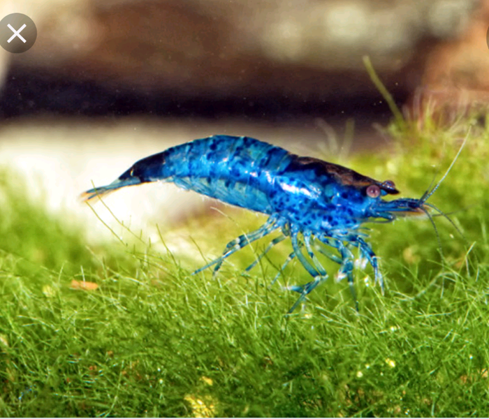 Blue Shrimp for sale in UK 19 secondhand Blue Shrimps