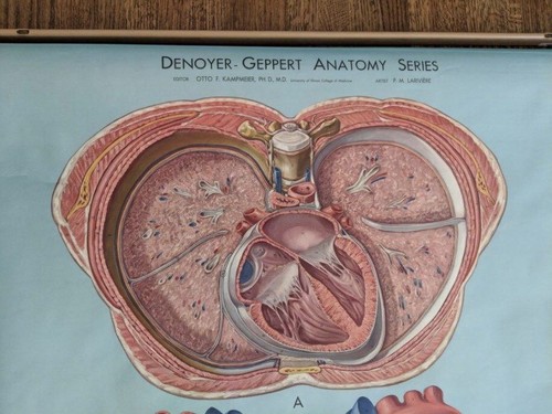 Vintage Denoyer-Geppert pull down Anatomy Chart - Heart - Mid Century