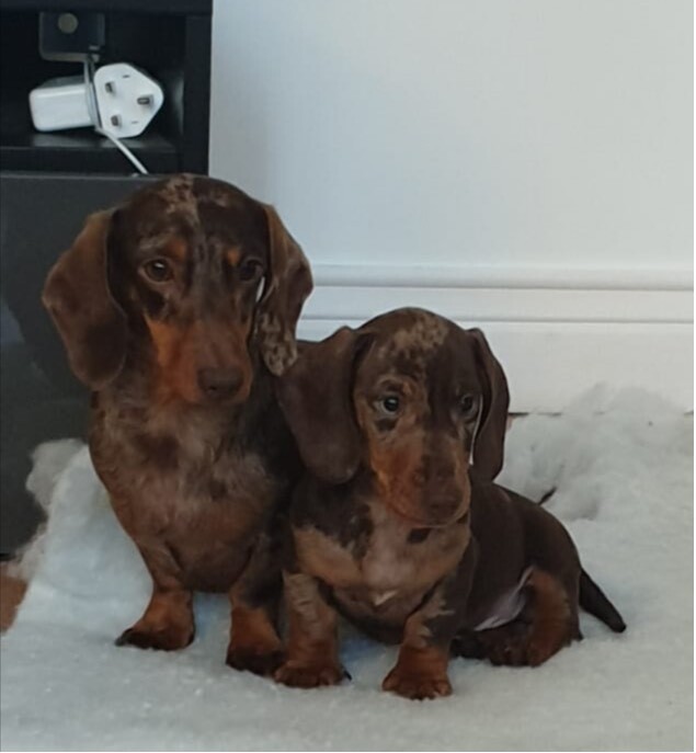 Miniature Dachshund Puppies Chocolate Dapple Smooth Haired In