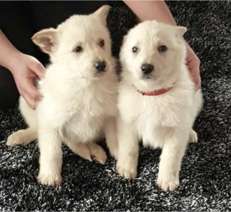 Last white German shepherds puppy for sale  in Norwich, Norfolk  Gumtree