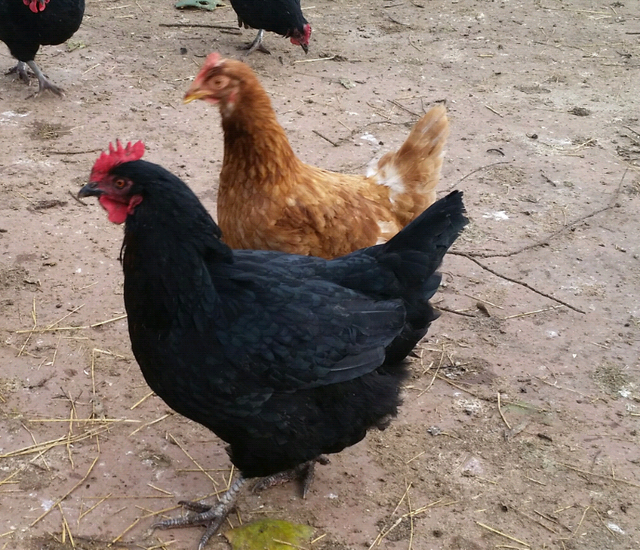 Australorp chickens for sale Birds Gumtree Australia Shepparton City Shepparton 1223972926