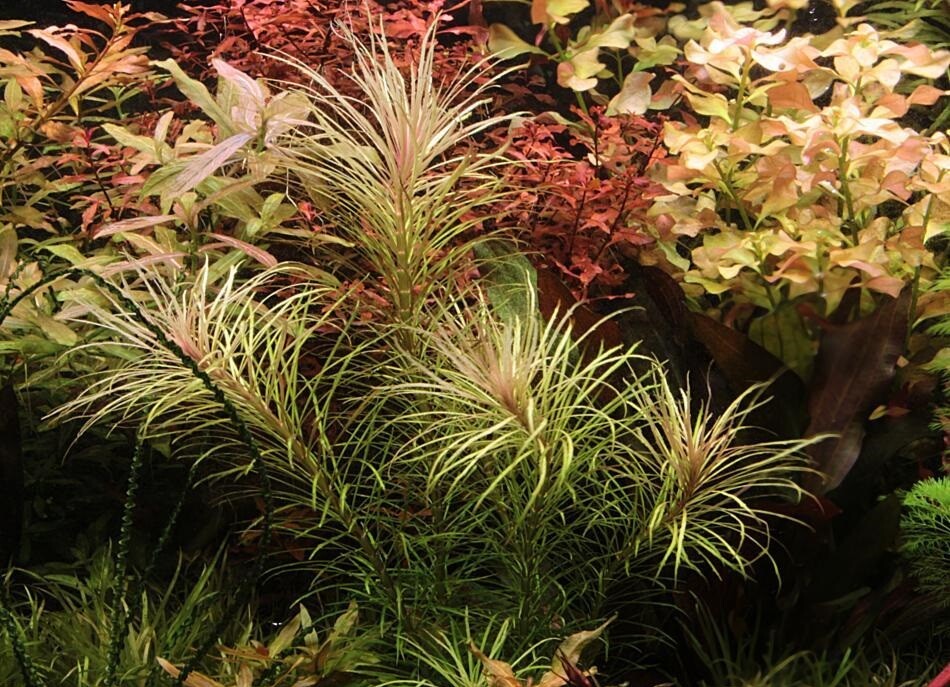 Buy 2 Get 1 free Eusteralis stellata Pogostemon Live Aquarium Plant  Freshwater 