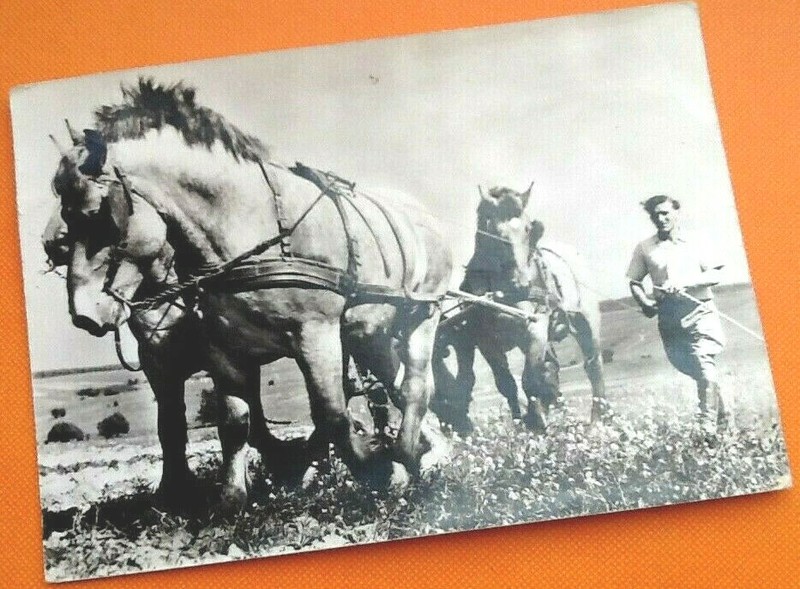 Carte Postale (Nord) Elevage FranÃ§Ais Trait Du Nord  Pour Le Dr Bouclet Ã  Sours