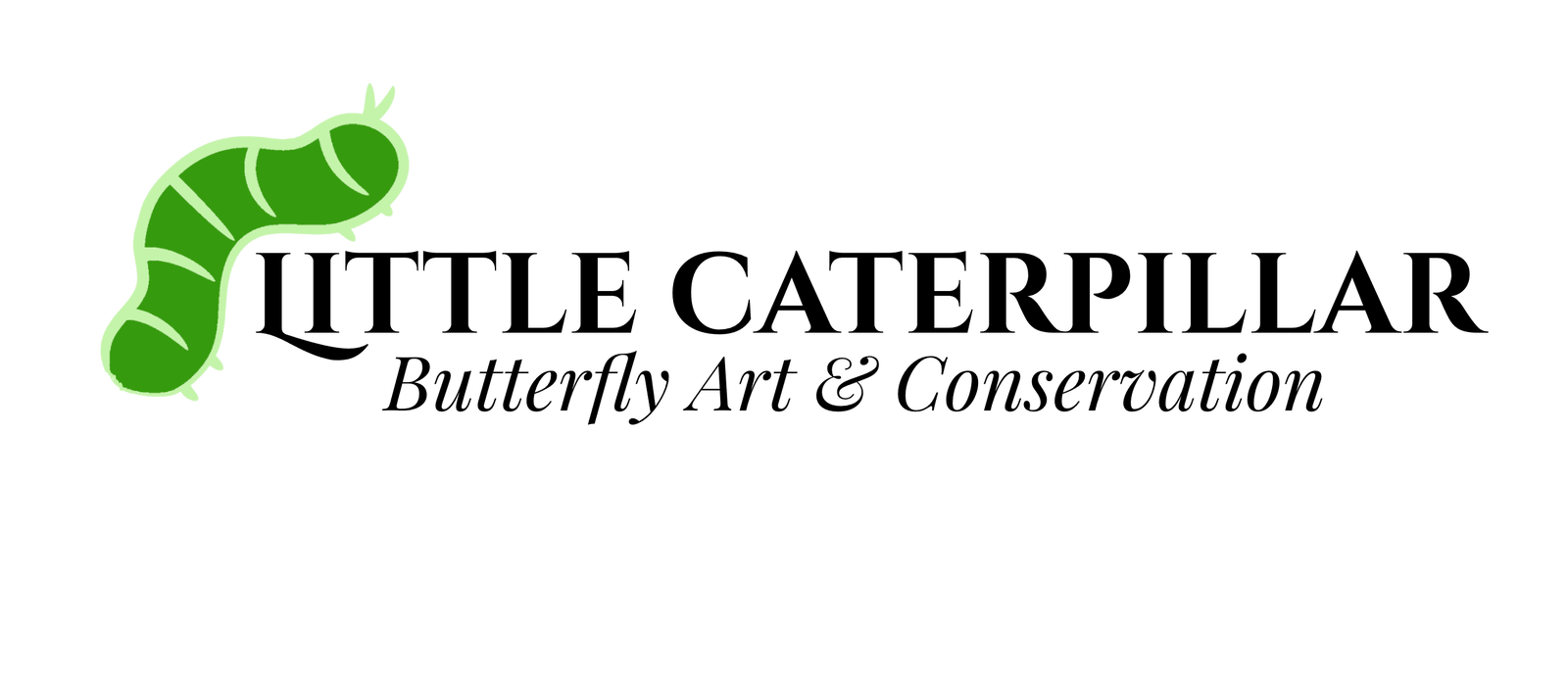 Urania ripheus, Madagascar Sunset Moth, SUSTAINABLY SOURCED, unmounted