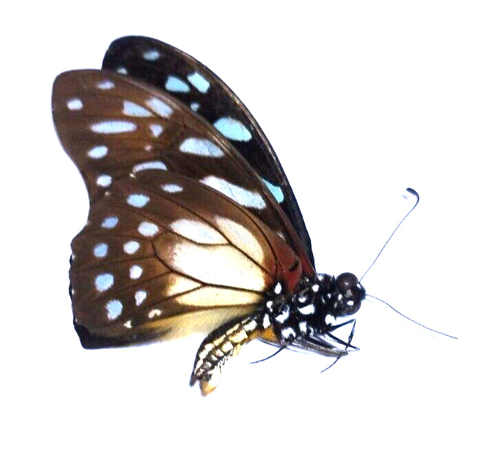 Insect - Nymphalidae Hypolimnas Anthedon Morph Dubius - Ghana - Variable Eggfly!