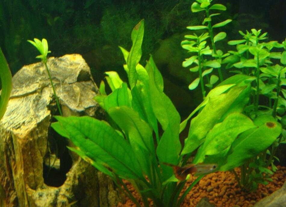 Amazon Sword - Echinodorus Bleheri Beginner Live Aquarium Plants BUY2GET1FREE*