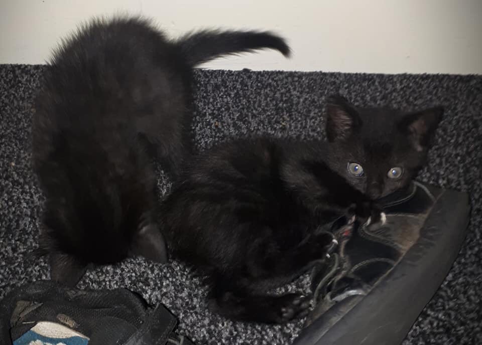 2 black tabby kittens | in Newcastle-under-Lyme, Staffordshire | Gumtree