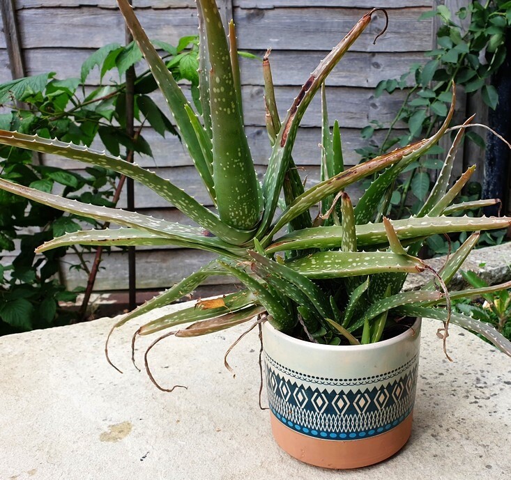 Mature quite large ALOE VERA plant in a nice Mexican style