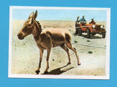 ANIMALI DI TUTTO IL MONDO-PANINI 1965-FIGURINA a scelta-STICKER at choice-REC.