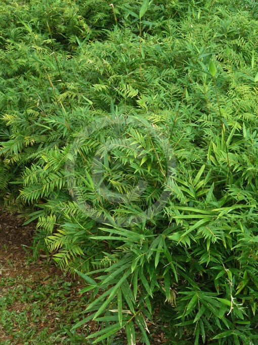 4 Plants - Fernleaf Bamboo/Bambusa - Highly Prized Sound Blocking Hedge   g