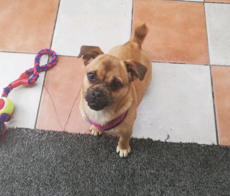 Chug puppy for sale in Garvagh, County Londonderry Gumtree