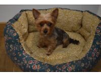 *READY NOW* Yorkshire Terrier Puppies (3M 1F)