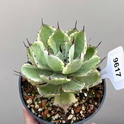 7-8cm Cactus Live Plant Agave potatorum Kishoukan Beautiful Garden Rare Cactus