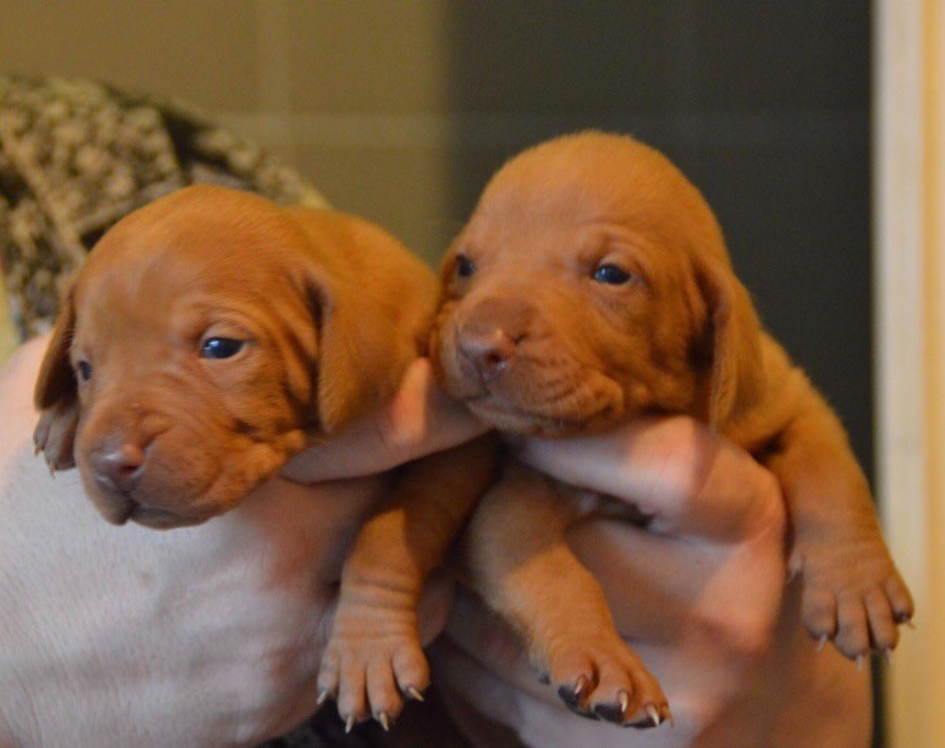 Vizsla Puppies Online Shopping