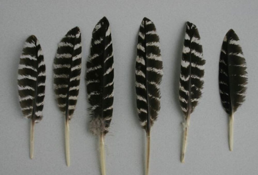 Turkey Wing Quill Feathers Mini Rock Barred 20 Pc - Regalia Hawk Dream Catcher