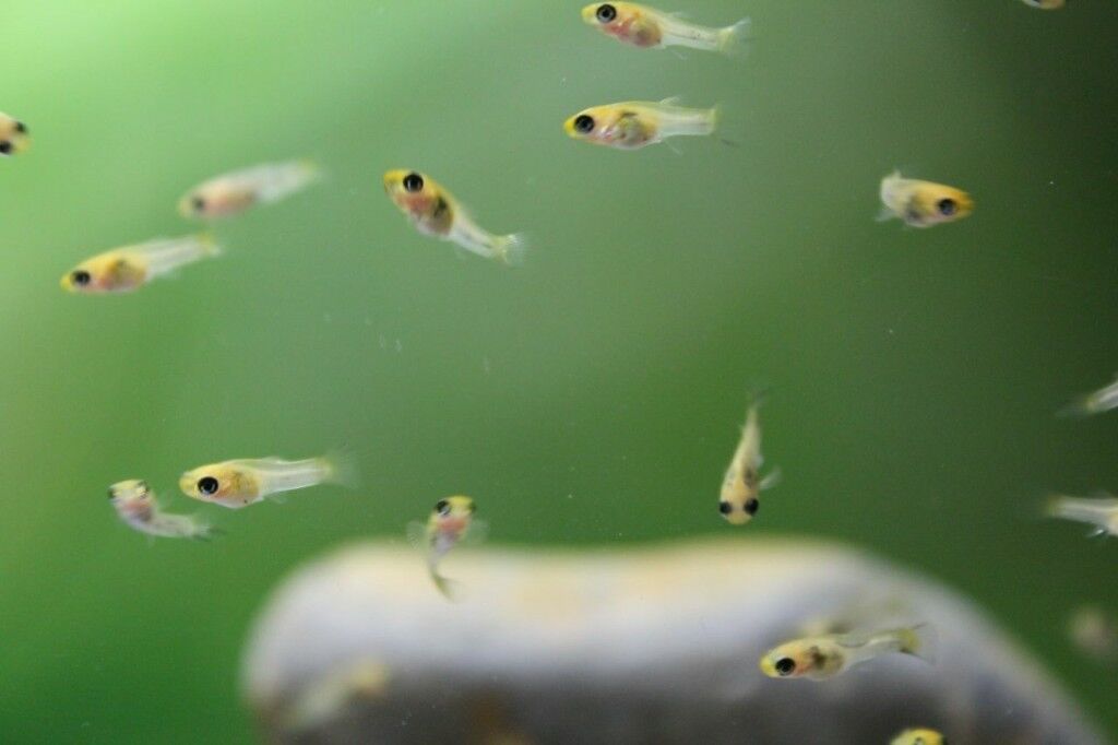  Baby  guppies and mollies in Telford Shropshire Gumtree