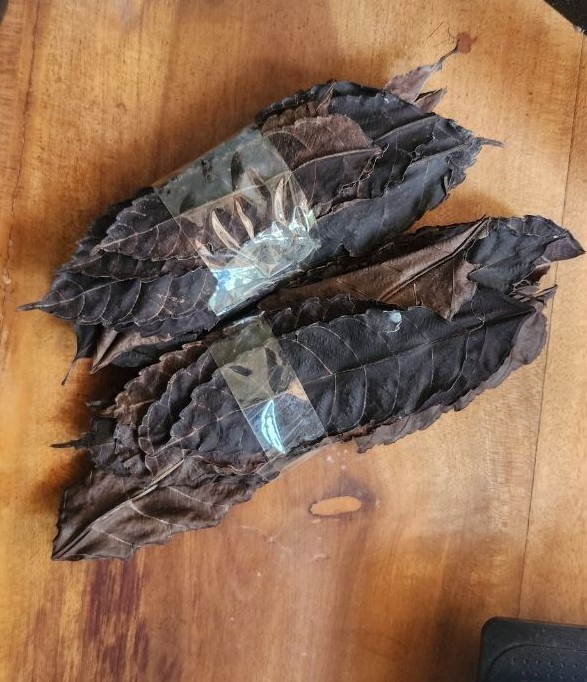 Leea Indica leaves