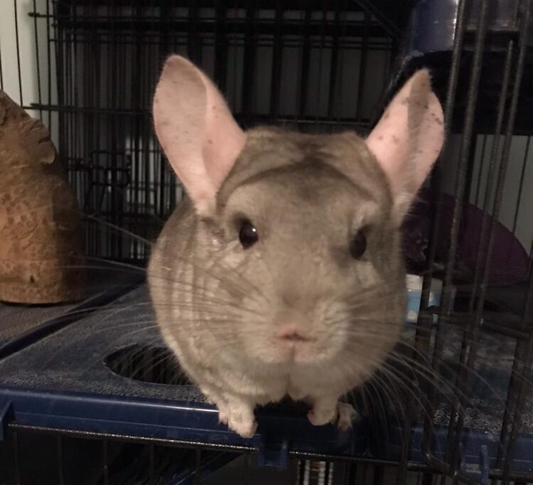 Beautiful Chinchilla for sale (with cage and accessories) in Honiton, Devon Gumtree