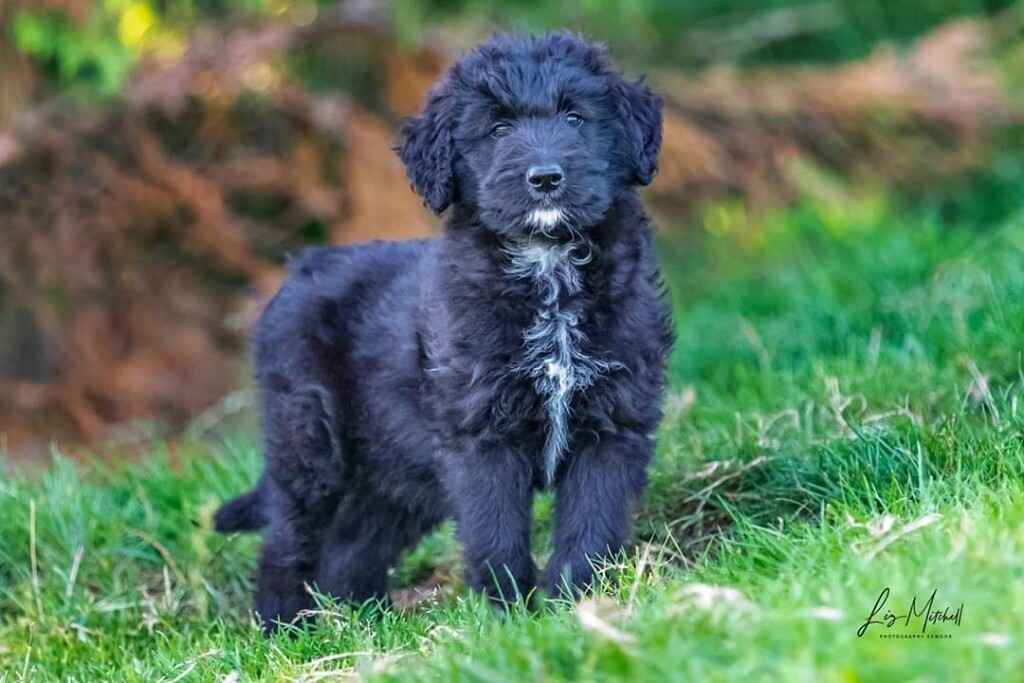 Standard Poodle X Collie Puppies in Minehead, Somerset Gumtree