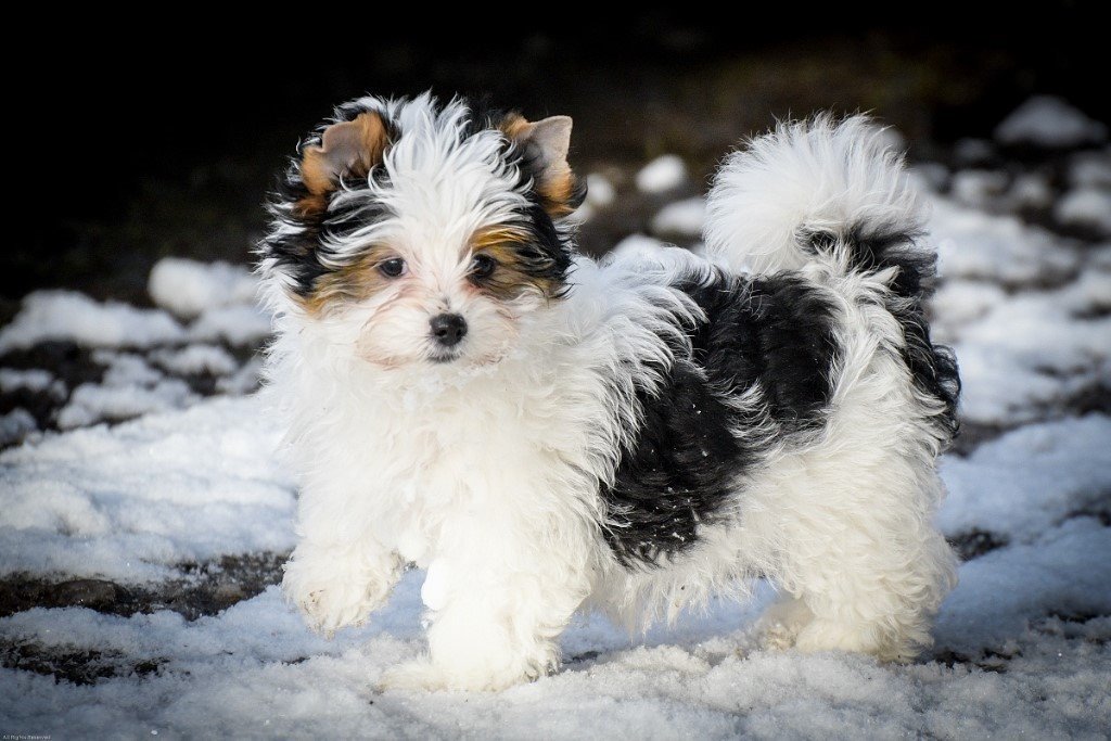 Biewer Terrier Puppies For Sale in Dunblane, Stirling Gumtree
