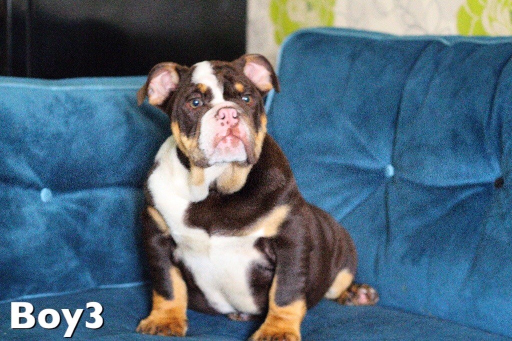 Chocolate tri boy English bulldog puppy in Bulwell, Nottinghamshire