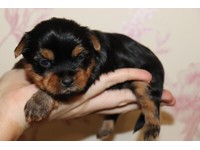 Miniature Yorkshire Terrier Dogs Puppies For Sale Gumtree