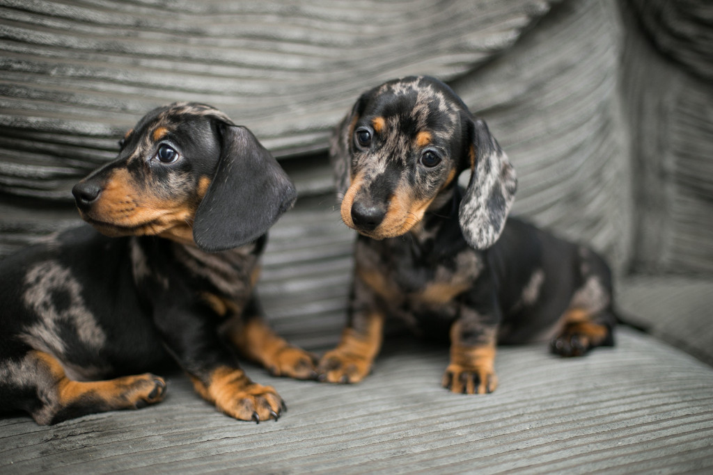 Dappled Miniature Dachshunds puppies KC registered PRA clear. in