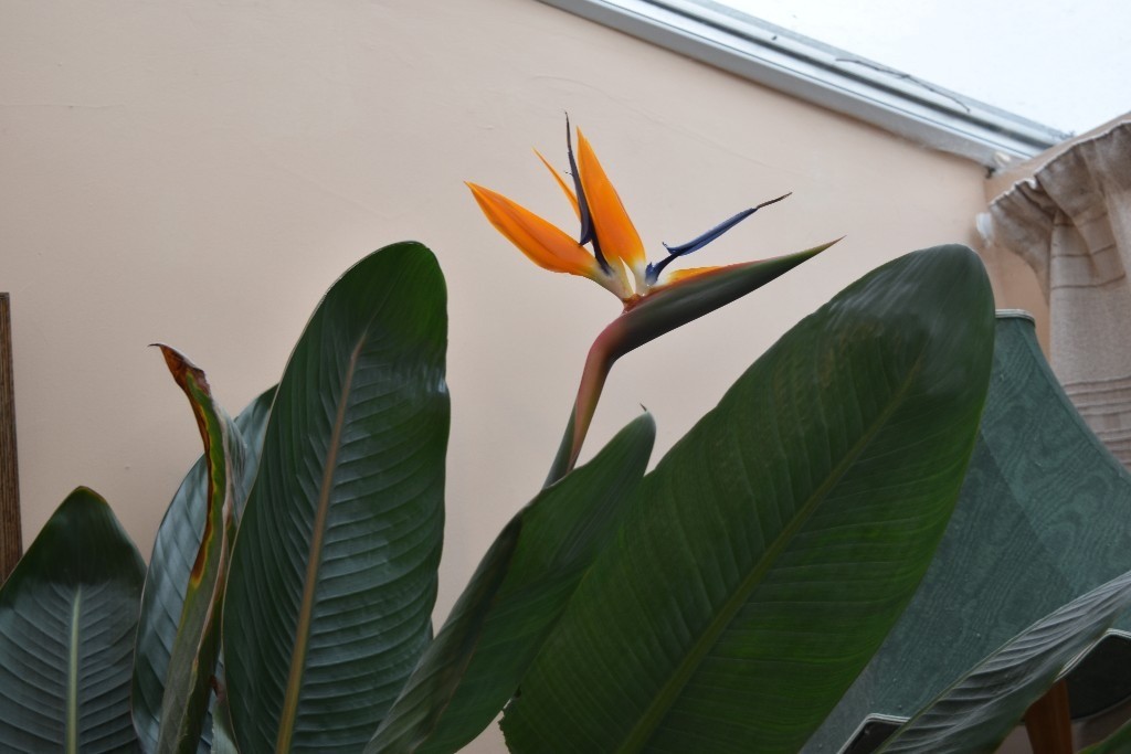 Bird of Paradise Plant in Bedford, Bedfordshire Gumtree