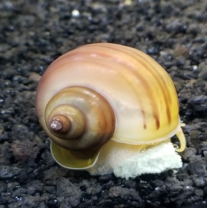 5 Assorted Mystery Snails Ivory, Gold, Chestnut, Black, Blue Nickel Size+