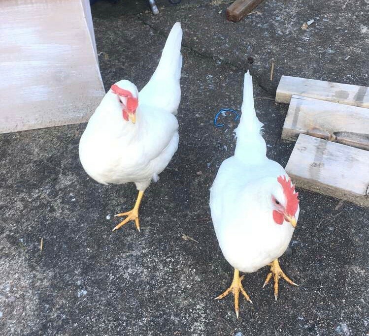 Backyard Mix - 12 Fertile Hatching Eggs