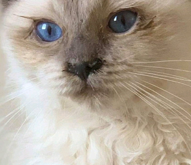 Ragdoll kittens only 1 Male left in Kinghorn, Fife Gumtree