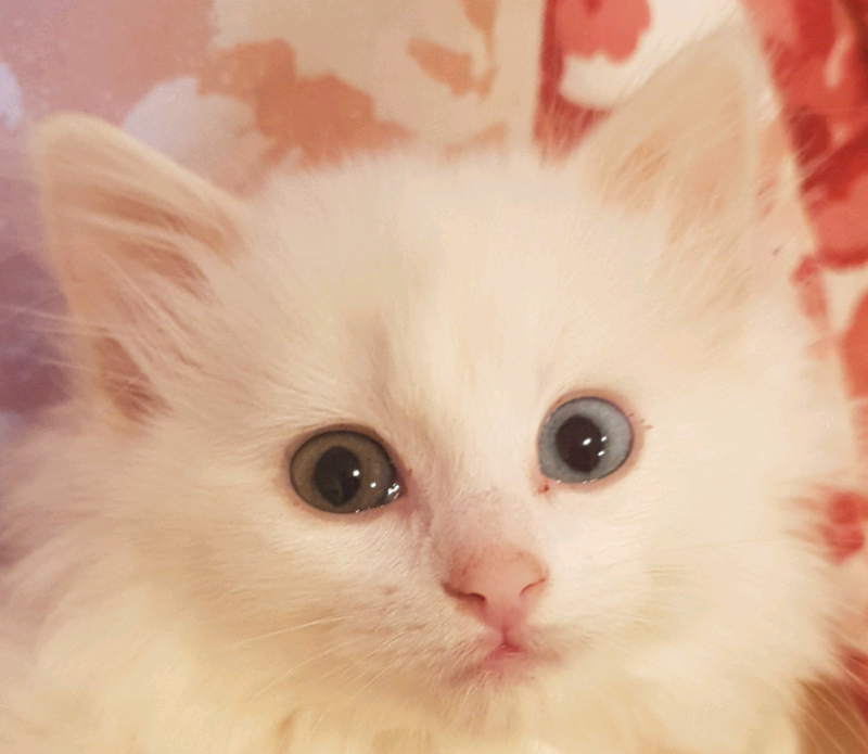 Ragdoll mix kittens | in South Kirkby, West Yorkshire | Gumtree