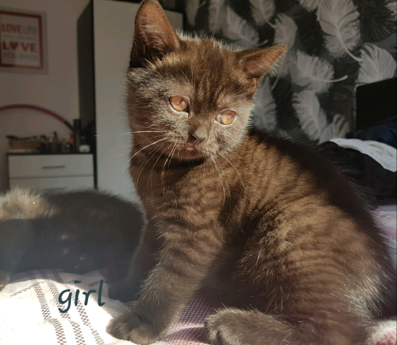 Dark Brown British Shorthair Kittens In Dundee Gumtree