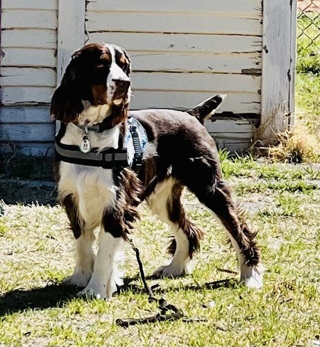 Artikelfoto(s) von einem verifizierten Käufer