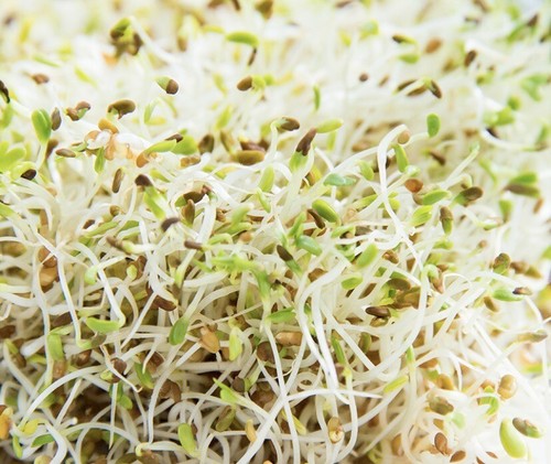1500+ Alfalfa Sprouting Seeds | NON-GMO | ORGANIC - USA