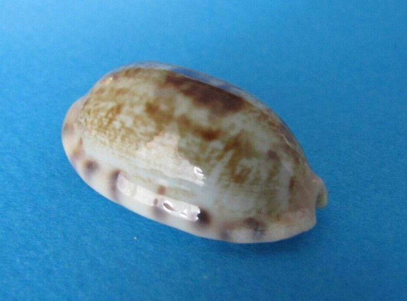 Cypraea Pellucens Pellucens 32,1 Mm Gem Madagascar 