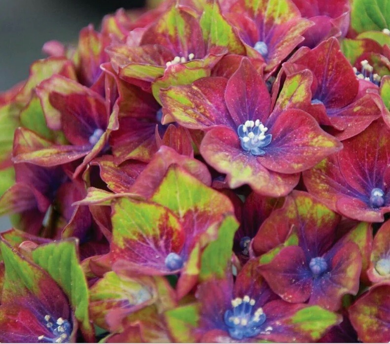 5 Pistachio Hydrangea Seeds Perennial Garden Hardy Shrub Bush Flower Seed 835