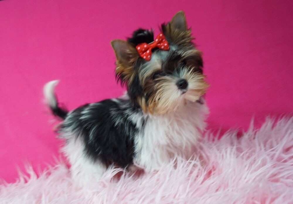 Stunning Mini Biewer Yorkshire Terrier girl for sale in LeighonSea