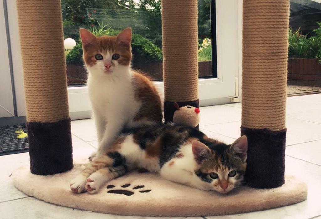 Two kittens for sale | in Lisburn, County Antrim | Gumtree