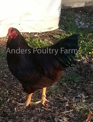 12 + Buckeye Hatching Eggs