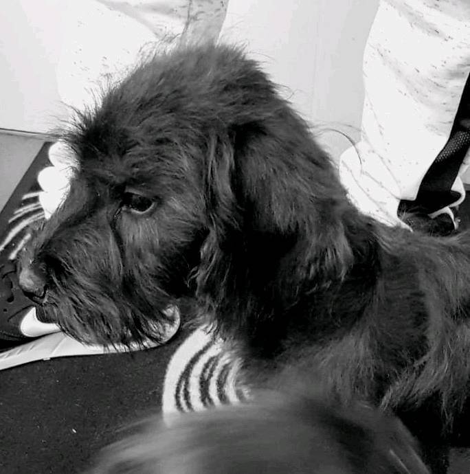 Bedlington Cross sprocker spaniel in StratforduponAvon