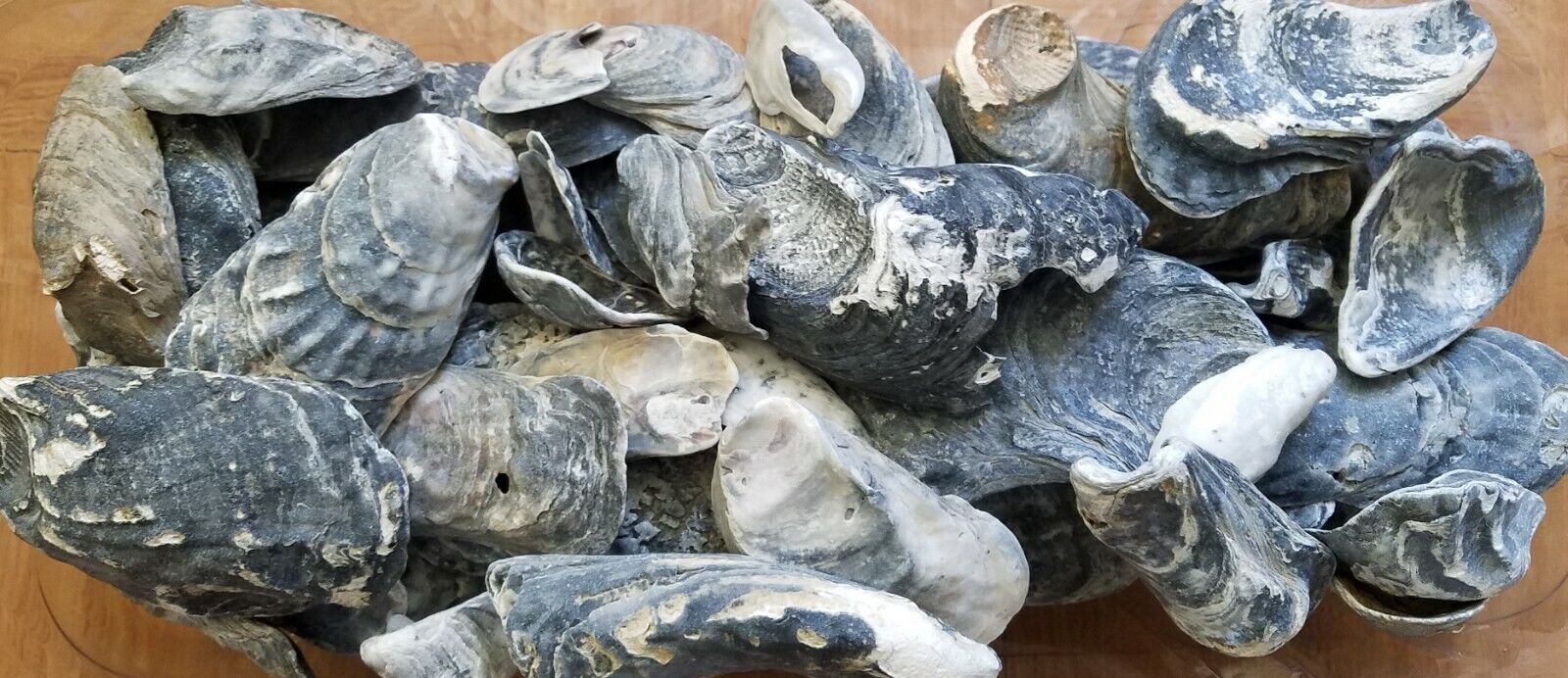 Bulk of 2 lb Natural Atlantic Oyster Shells, Art Craft Decoration Garden 1.5
