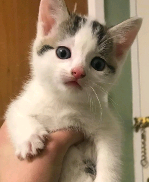 Kitten 9 Weeks Old In Northampton Northamptonshire Gumtree