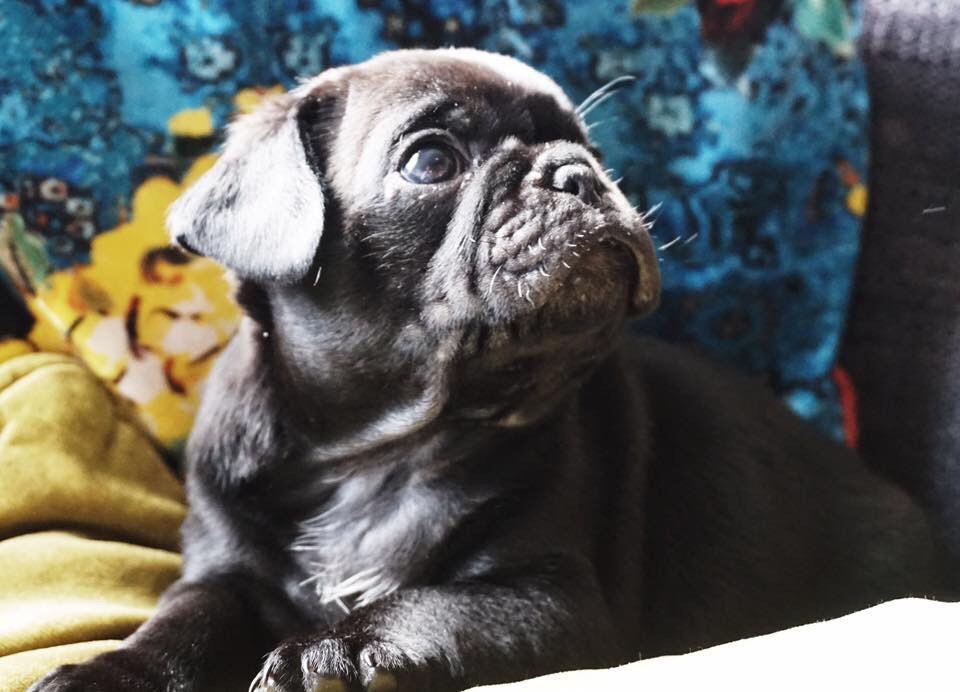 Beautiful Pug puppies for sale in Mynachdy, Cardiff Gumtree