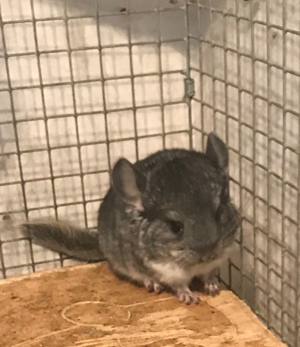 female Chinchilla kits in Bargeddie, Glasgow Gumtree
