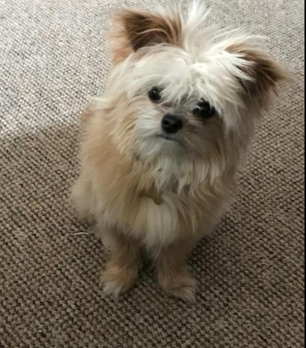 Pomeranian crossed Shih tzu puppy for sale in Southampton, Hampshire