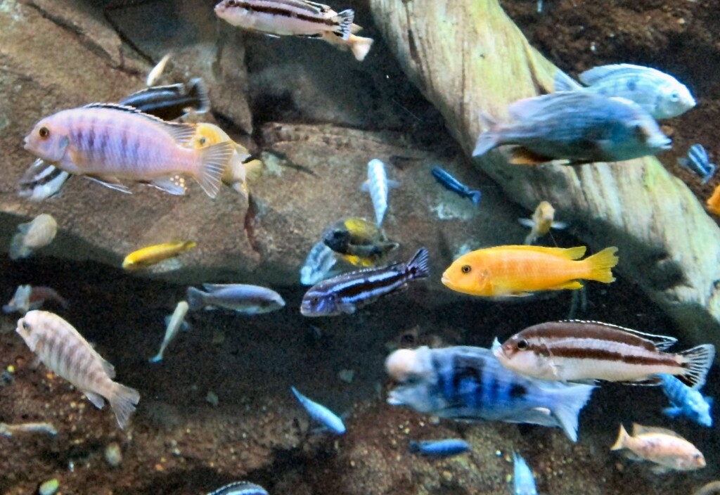 Malawi Mbuna Cichlids colourful tropical fish in Rainworth