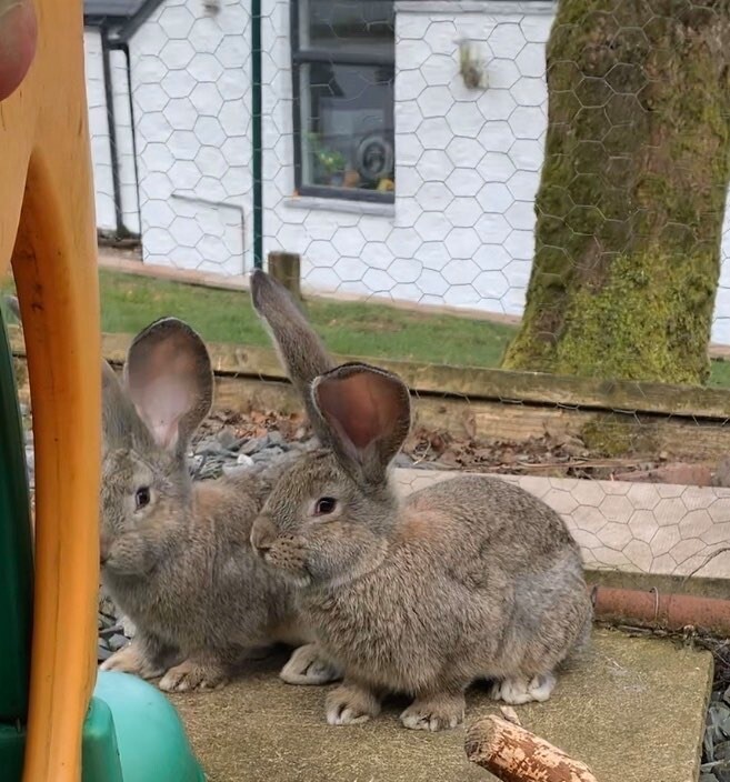 Continental giant rabbits for sale in Dumfries, Dumfries and Galloway